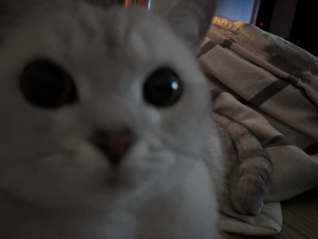 Строгий котик
