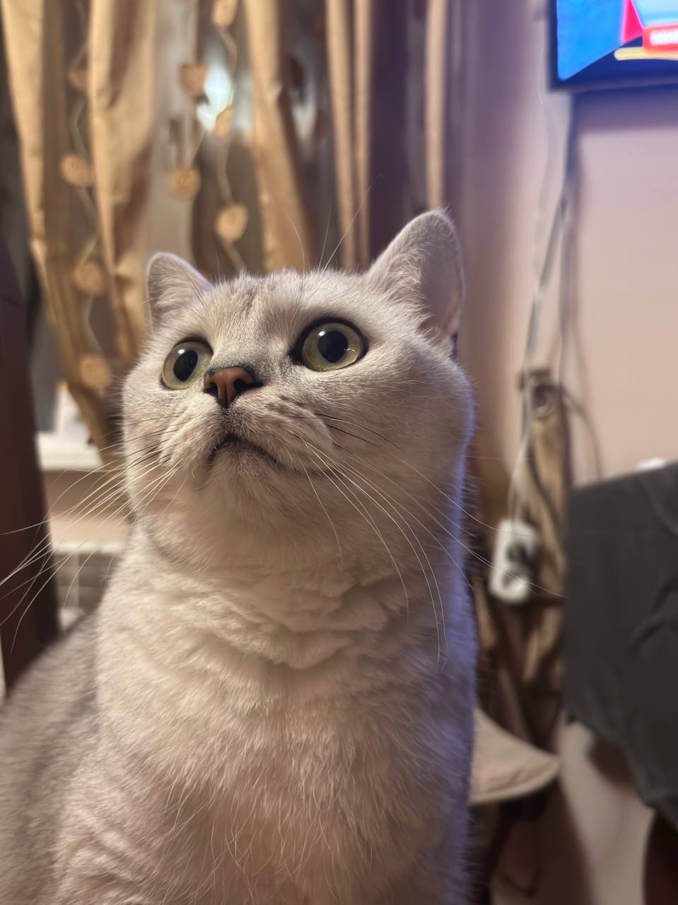 Удивленный котик