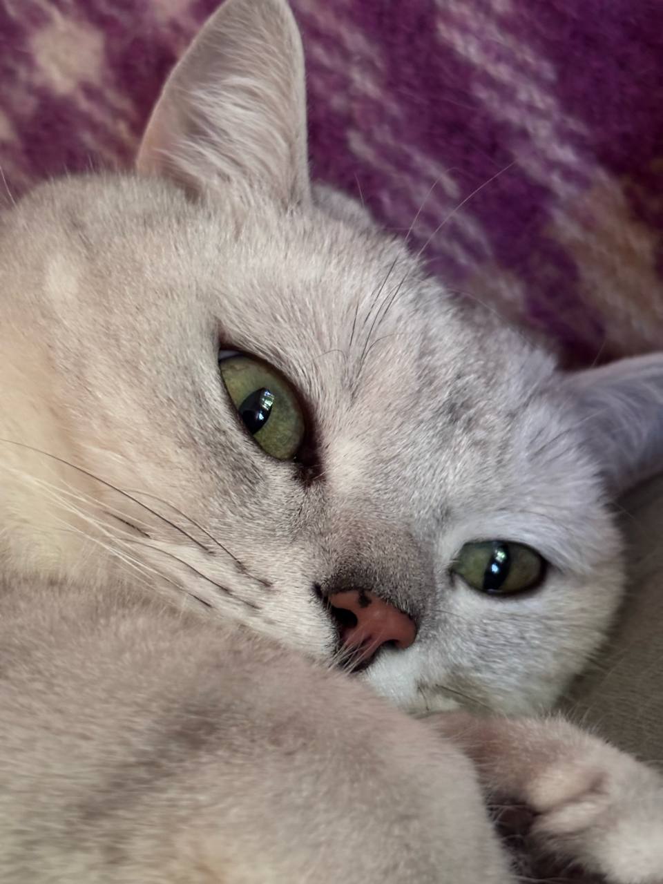 Котик здоровается